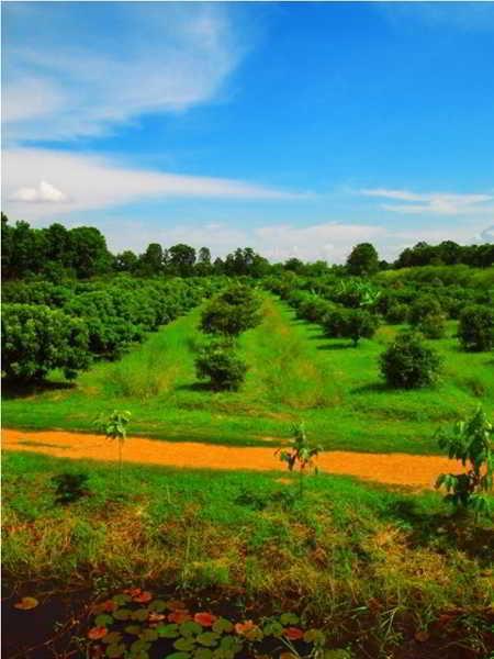 Therdthai Farm Boutique Hotel Сукотаи Экстерьер фото